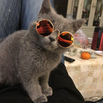 Cat/Dog Glasses